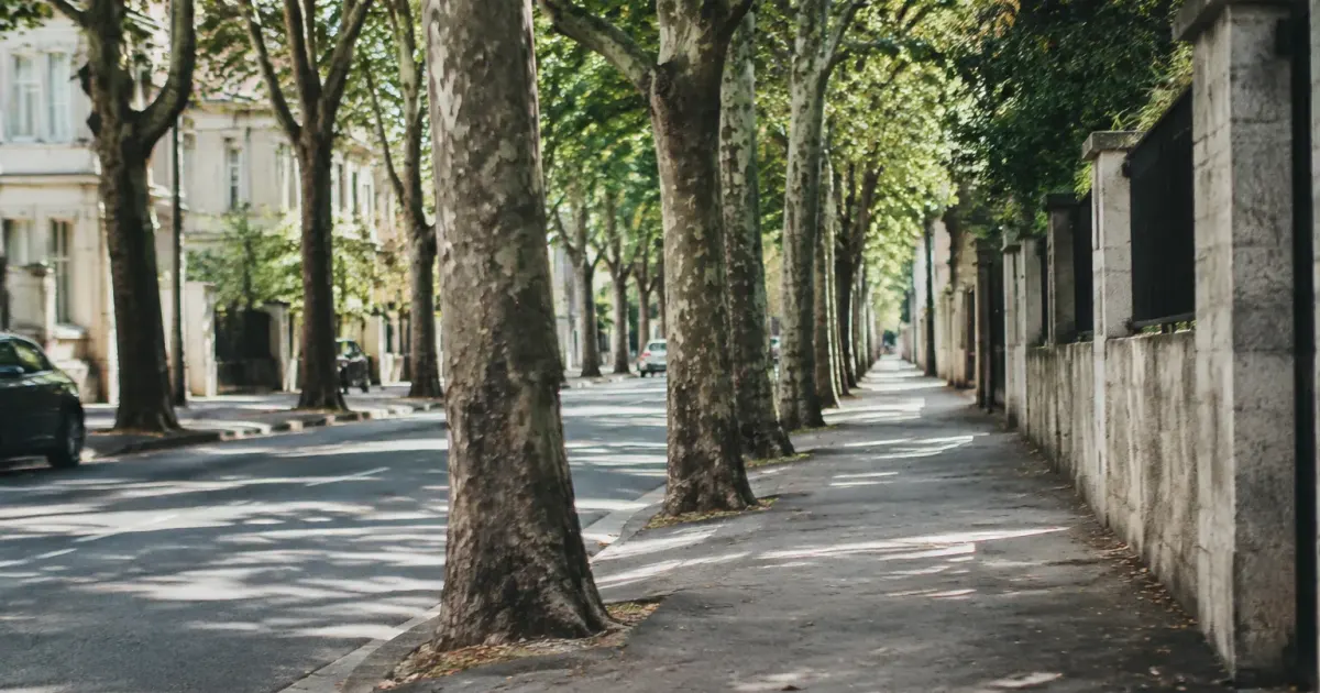 Rue calme bordee de platanes avec trottoir vide